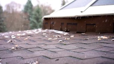 Bir arşivin çiçek ve tomurcuğu. Makro fotoğrafçılık