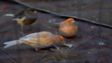 Bir arşivin çiçek ve tomurcuğu. Makro fotoğrafçılık