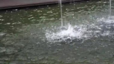 Bir arşivin çiçek ve tomurcuğu. Makro fotoğrafçılık