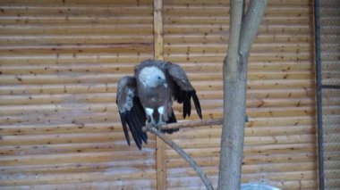 Bir arşivin çiçek ve tomurcuğu. Makro fotoğrafçılık