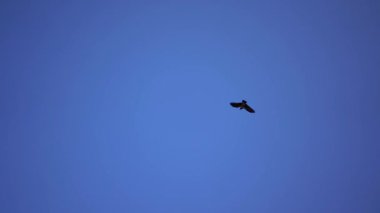 Bir arşivin çiçek ve tomurcuğu. Makro fotoğrafçılık