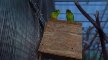 Bir arşivin çiçek ve tomurcuğu. Makro fotoğrafçılık