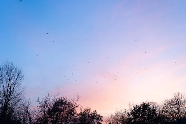 Purpurowe niebo o zachodzie słońca i stado ptaków — Zdjęcie stockowe