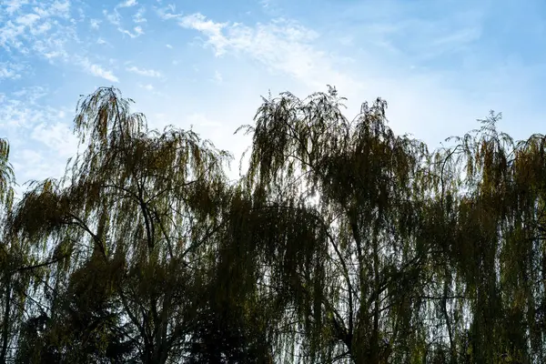 Willow in the autumn against the sky — Stock Photo, Image
