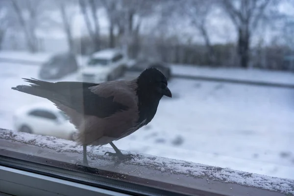 El cuervo fuera de la ventana mira dentro — Foto de Stock