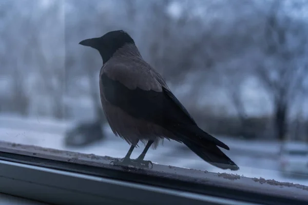 Crow eating outside the window in winter