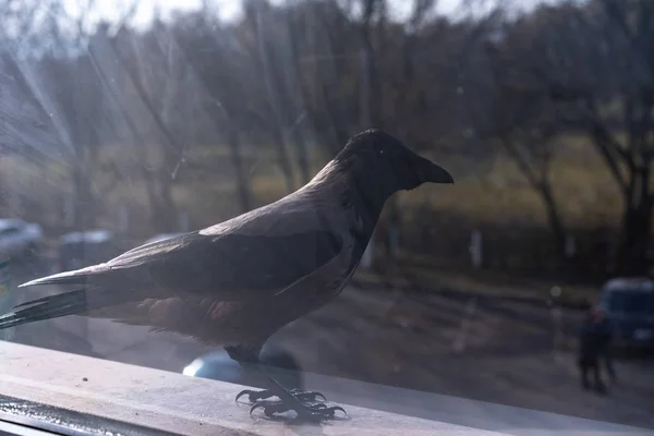 Kråkan utanför fönstret tittar bort — Stockfoto