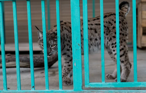Luchs im Käfig im Zoo — Stockfoto