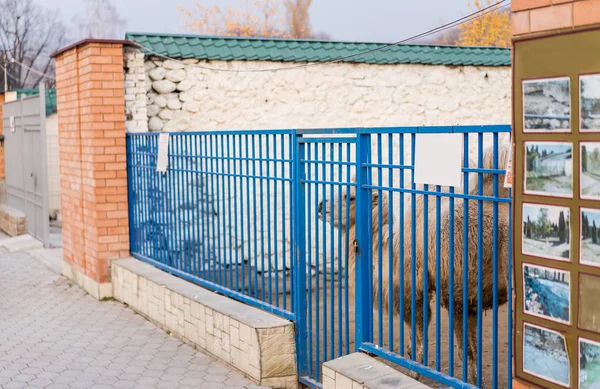 Kameel in een kooi in de dierentuin — Stockfoto