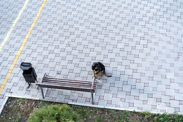 Бродячий пёс, который сидит на тротуаре, ждет. — стоковое фото