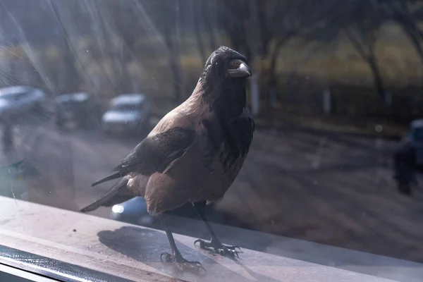 Ворона внимательно смотрит в окно — стоковое фото