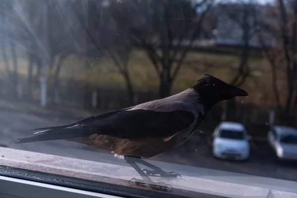 The crow outside the window looks away — Stock Photo, Image