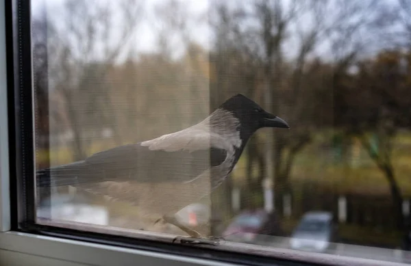 Cuervo se sienta en un alféizar de la ventana — Foto de Stock