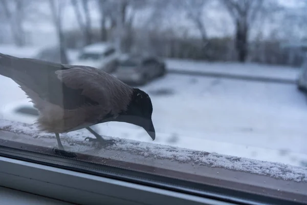 Kråka äta utanför fönstret på vintern — Stockfoto