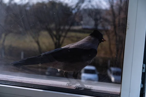 Un cuervo fuera de la ventana con una nuez en la boca — Foto de Stock