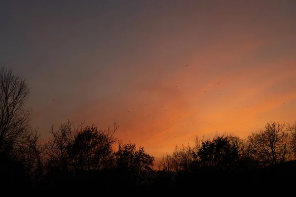 Sunset sky with birds and trees.