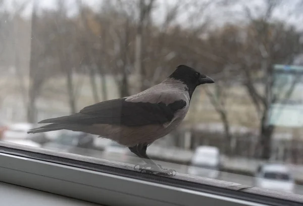 Cuervo parado fuera de la ventana — Foto de Stock