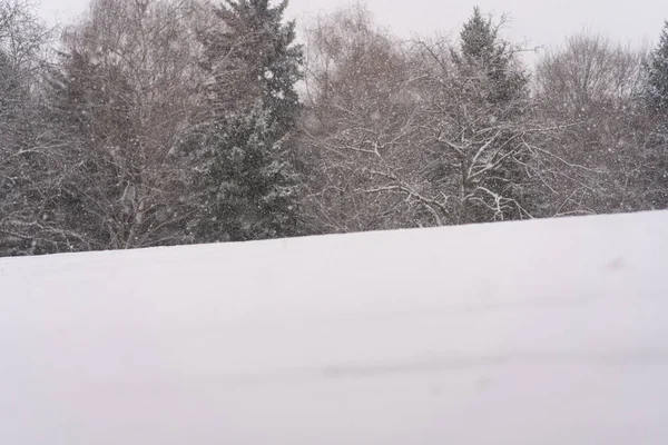 La neige tombe sur le fond des arbres . — Photo