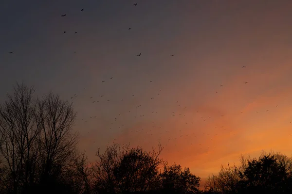 Zwerm vogels bij zonsondergang — Stockfoto