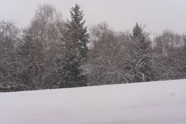 Сніг падає на тлі дерев . — стокове фото