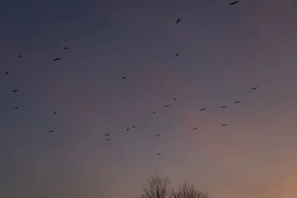 Gökyüzüne karşı kuş sürüsü — Stok fotoğraf