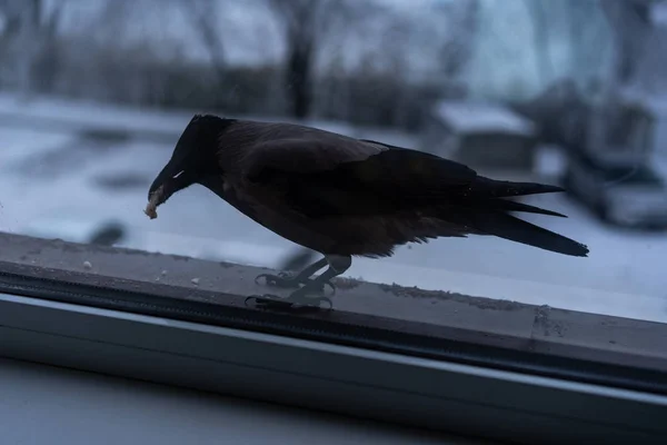 Corvo comendo fora da janela no inverno — Fotografia de Stock