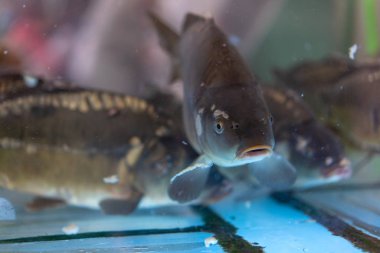 Sazanlar akvaryumda yüzer.