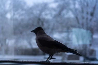 Kışın pencerenin dışında karga yiyor.