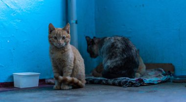 Evsiz anne kedi ve kedileri