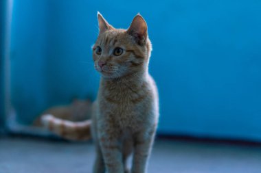 Evin girişinde barınan evsiz kedicikler.