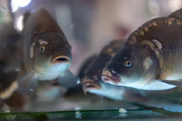 Sazanlar akvaryumda yüzer.