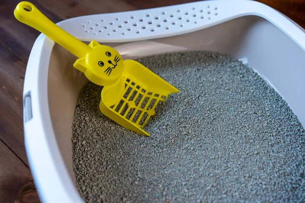 Kil ve spatulalı kedi tuvaleti.