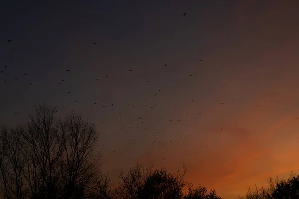 Bandada de aves al atardecer — Foto de Stock