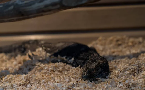 Varan repose sur la sciure sèche — Photo