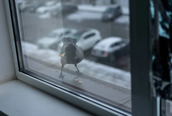 Kråkan äter på vintern utanför fönstret — Stockfoto