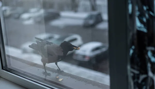 Corbeau mange en hiver devant la fenêtre — Photo