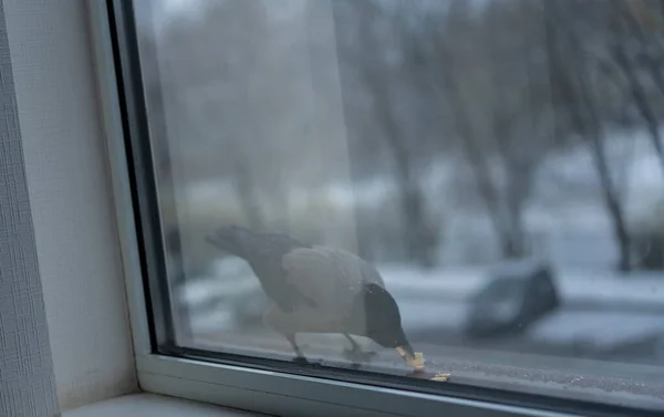 Crow eats in the winter outside the window — Stock Photo, Image