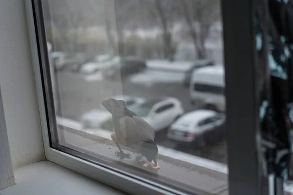 Corbeau mange en hiver devant la fenêtre — Photo