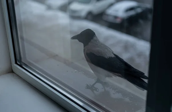 Cuervo come en el invierno fuera de la ventana — Foto de Stock
