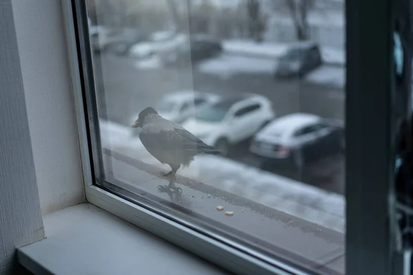 Kråkan äter på vintern utanför fönstret — Stockfoto