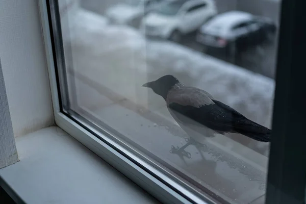 Cuervo come en el invierno fuera de la ventana —  Fotos de Stock