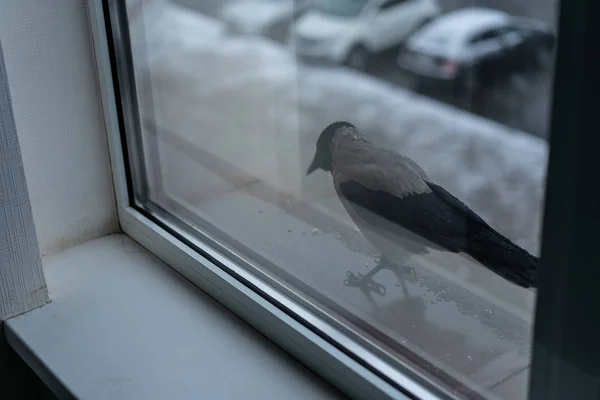 Corvo come no inverno fora da janela — Fotografia de Stock