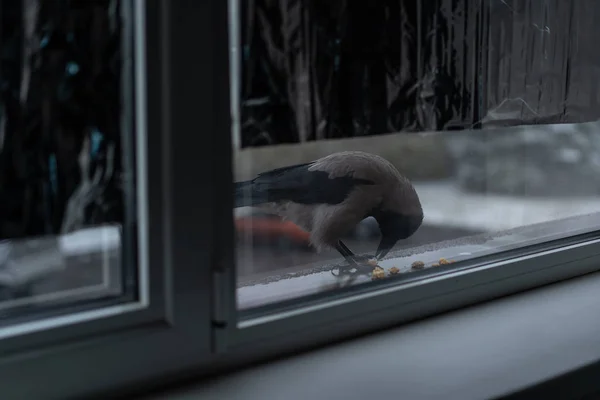 Kråkan äter på vintern utanför fönstret — Stockfoto