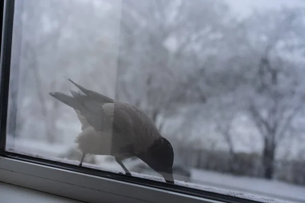 Crow eats in the winter outside the window — Stock Photo, Image