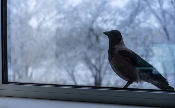 Die Krähe vor dem Fenster schaut nach innen — Stockfoto