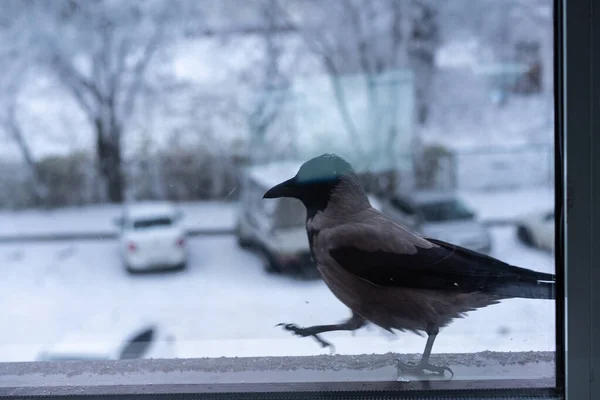Kråkan går på fönsterbrädan utanför fönstret — Stockfoto