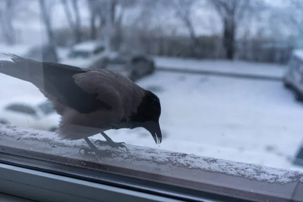 Crow eating outside the window in winter — Stock Photo, Image