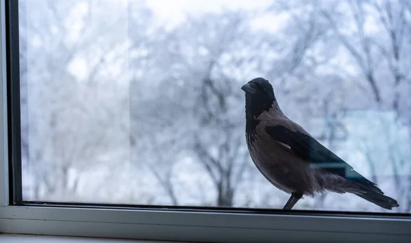 Il corvo fuori dalla finestra guarda dentro — Foto Stock