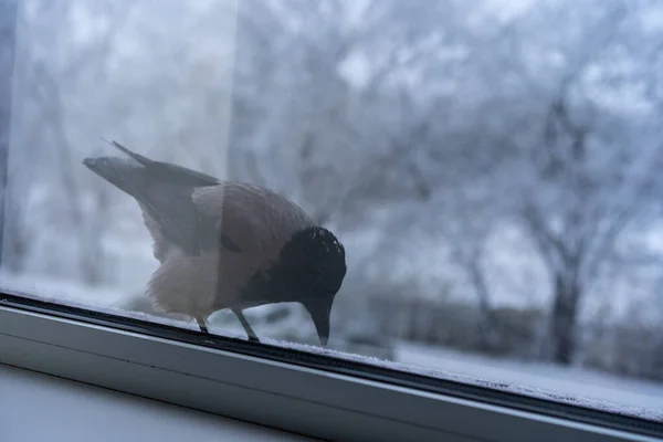 Crow eating outside the window in winter — Stock Photo, Image