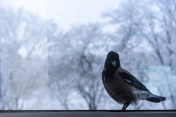 The crow outside the window looks inside — Stock Photo, Image